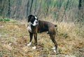 1998-01 - nel bosco - 1